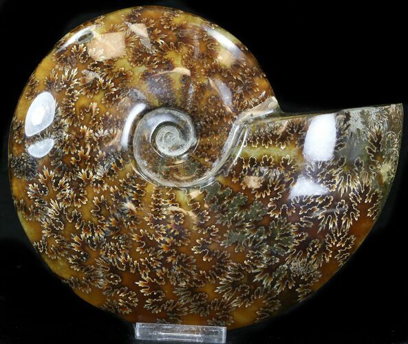 Cleoniceras Ammonite Fossil - Madagascar #32528